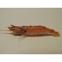 640px-Fish4563_-_Flickr_-_NOAA_Photo_Library.jpg<>Kozica