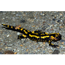 640px-Salamandra_salamandra_01_by-dpc.jpg<>Navadni močerad