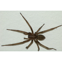640px-Tegenaria-domestica-chb.jpg<>Hišni pajek