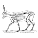 789px-PSM_V04_D549_Skeleton_of_the_deer.jpg<>Jelen
