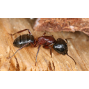 800px-Camponotus_sideview_2.jpg<>Mravlja