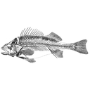 800px-Fischskelett-drawing.jpg<>Riba