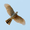 Accipiter_nisus_-in_flight-8-4c.jpg<>Skobec