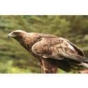 Aquila_chrysaetos_Flickr.jpg<>Planinski orel