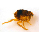 Catflea_small.jpg<>Bolha
