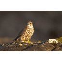 Falco_columbarius_Iceland_2.jpg<>Mali sokol