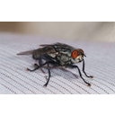 Fly_July_2008-2.jpg<>