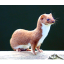 Mustela_nivalis_-British_Wildlife_Centre-4.jpg<>Velika podlasica ali hermelin
