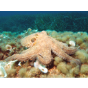 Octopus2.jpg<>