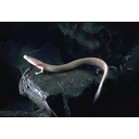 P_anguinus2.jpg<>Človeška ribica