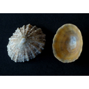 Patella_vulgata_Napfschnecke.jpg<>Latvica