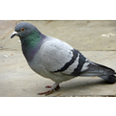 Rock_Dove_(Feral_Pigeon)_(Columba_livia)_-_geograph.org.uk_-_1309587.jpg<>Skalni golob
