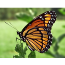 Viceroy_Butterfly.jpg<>