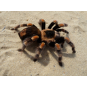 tarantula-62868_640.jpg<>
