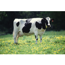 krava_female_black_white.jpg<>Krava pasme holstein-friesian