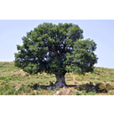 640px-Oak_tree_in_Corsica.jpg<>Drevo - velika kopenska rastlina