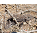 776px-Cameleon_Tunisie.jpg<>