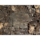 800px-Bufo_bufo_2009_G3.jpg<>