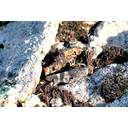 800px-Grasshopper_camouflage.jpg<>