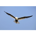 Bird_in_flight_wings_spread.jpg<>Ptica - kopenska žival s krili