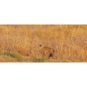 Black_tailed_fox_(Bengal_Fox)_at_Desert_NP.jpg<>