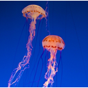 meduza.jpg<>Meduzi