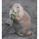 434px-Black-tailed_Prairie_Dog_(Cynomys_ludovicianus)_eating_in_Zoo_Budapest_006.JPG<>Prerijski pes