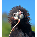 434px-Wedge-tailed_Eagle_eating_rat.jpg<>Velike ptice plenijo majhne sesalce.