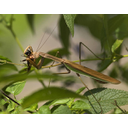 613px-The_mantis_which_eats_a_Bee20080829.jpg<>Bogomolka pleni manjše žuželke.