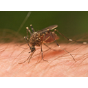 637px-Mosquito_Tasmania_crop.jpg<>Komar