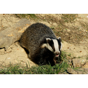 640px-'Honey'_the_badger.jpg<>Jazbec