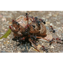 640px-Ants_eating_cicada,_jjron_22.11.2009.jpg<>Mravlje lovijo v skupini.