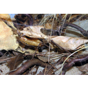 640px-Bristol.zoo.dead.leaf.mantis.arp.jpg<>Varovalna barva plenilca.