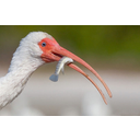 640px-Eudocimus_albus_-USA_-eating_a_fish-8.jpg<>Ptica