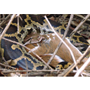 640px-MNP_Python_at_Moyer.jpg<>Piton svoj plen najprej zaduši.
