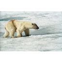 640px-Polar_Bear_(js)_2.jpg<>Bela barva omogoča približevanje plenu.