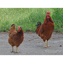 640px-Poltava_chicken_breed_male_and_female.jpg<>Kokoš