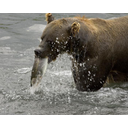 Brown_bear_eating_fish_in_river.jpg<>Medved