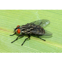 Fly_May_2008-6.jpg<>Muha