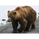 Grizzly_Bear_Stock_1_by_SplashArtStock.jpg<>Rjavi medved