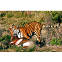 Stud_327_with_Blesbuck.jpg<>Tiger je ujel svoj plen.