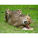 stock_426__cheetah_eating_2_by_alzirrswanheartstock-d2yyld5.jpg<>Leopard