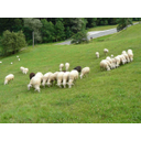ovca.jpeg<>Bovška ovca