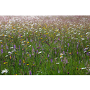 640px-Pentwyn_Farm_Meadow,_Penallt.jpg<>Naravni travnik - veliko različnih vrst