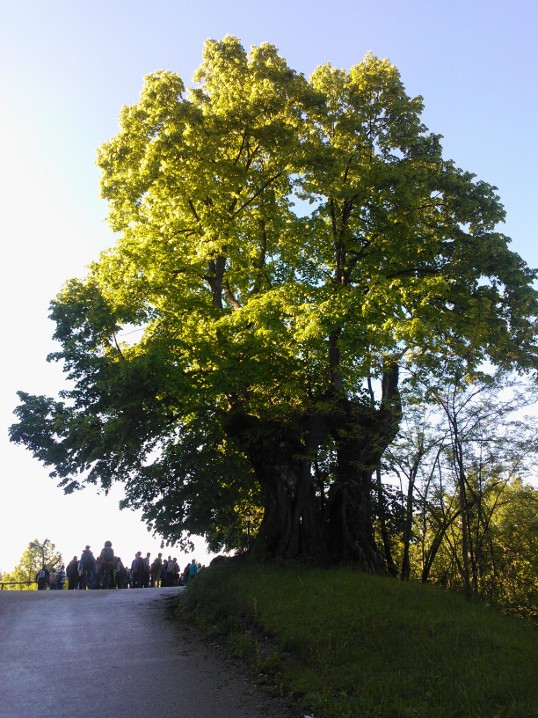 Pred turjaškim gradom stoji stoletna lipa.